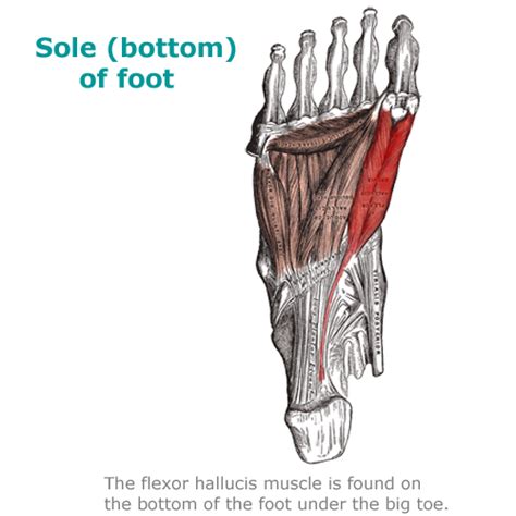 Flexor Hallucis Brevis Muscle Foot And Big Toe Pain The Wellness Digest