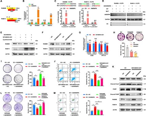 The Fam Has Hnrnpk Complex Coregulates The Expression Of Rab B And