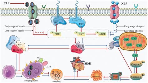 Xuebijing Injection Protects Against Sepsis Induced Myocardial Injury