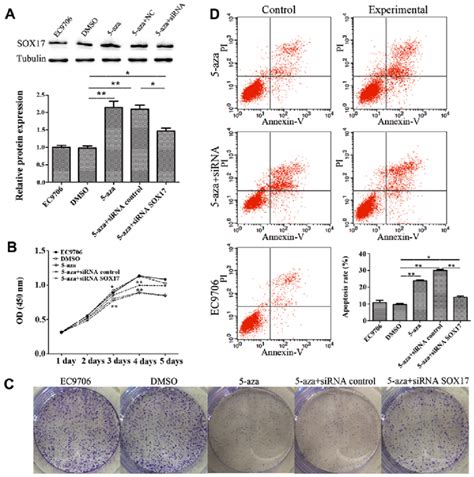 Azacytidine Inhibits Ec Cell Proliferation Via The Upregulation