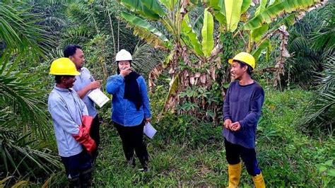 Disbunak Paser Dukung Pelaksanaan Sertifikasi Ispo Di Kp Bumi Subur