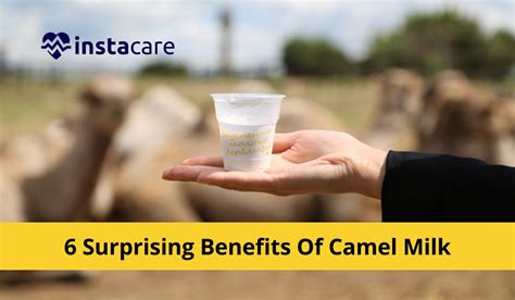 Surprising Benefits Of Camel Milk