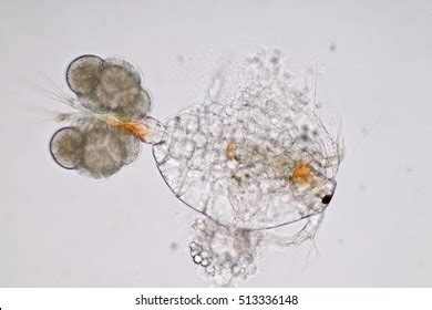 Zooplankton: Over 1,342 Royalty-Free Licensable Stock Photos | Shutterstock