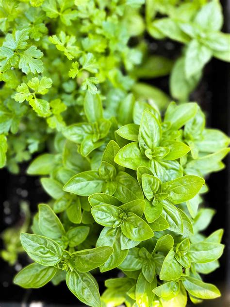 kitchen garden basil food journal
