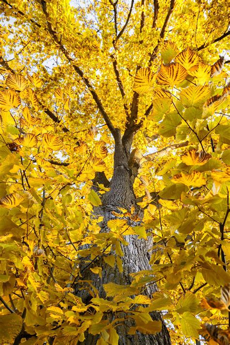 Basswood Tree With Fall Color By Simon Zoltan On 500px Fall Photography Nature Fall Colors