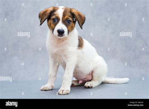 Small Spotted Puppy White And Red Color Stock Photo Alamy