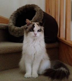 Pussy Cats OrangeBlog