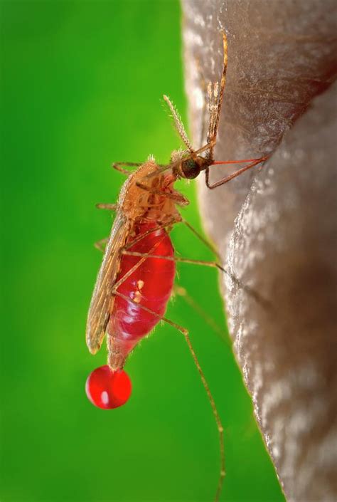 Anopheles Gambiae Mosquito Feeding Photograph by Cdc - Fine Art America