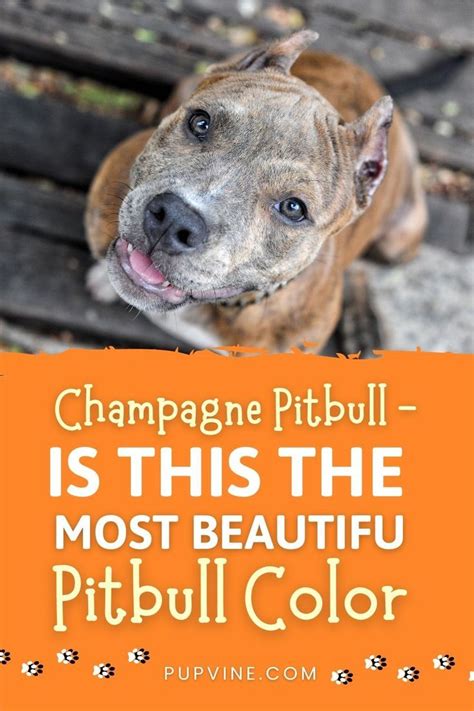 Champagne Pitbull Is This The Most Beautiful Pitbull Color Pitbull