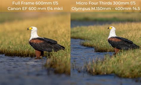 Micro 430 For Wildlife Photography