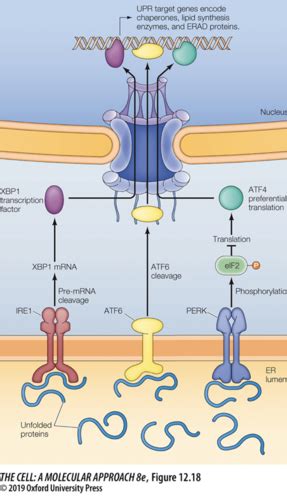 Chapter Vesicular Transport Mechanisms Cell Bio Midterm