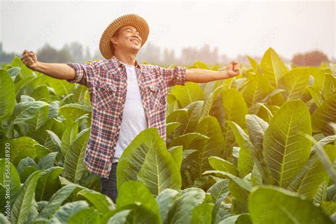 Happy farmer. Asian farmer working in the field of tobacco tree, spread ...