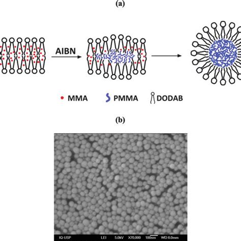 (a) Scheme illustrating the polymerization of methyl methacrylate (MMA ...