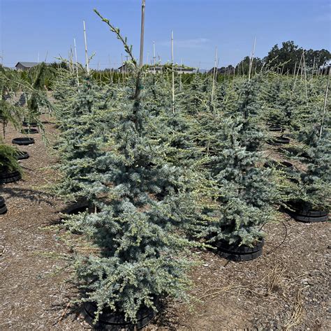 Cedrus Horstmann Blue Atlas Cedar Sugar Creek Gardens