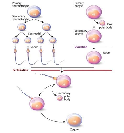 Diploid And Haploid Cells | Best Diagram Collection