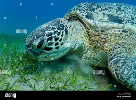 Green Sea Turtle Chelonia Mydas Feeding On Seaweed Hurghada Red Sea Egypt Africa Stock