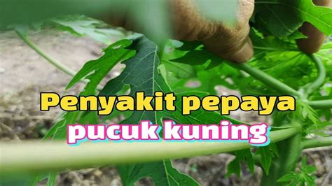 Penyakit Pepaya Pucuk Kuning Penyakit Pepaya Yang Mematikan Youtube