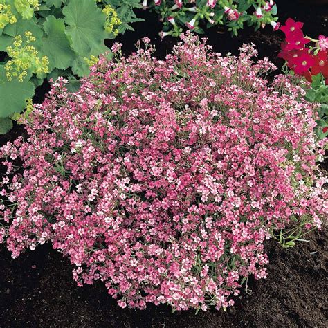 Gypsophila Repens Rosea Van Meuwen