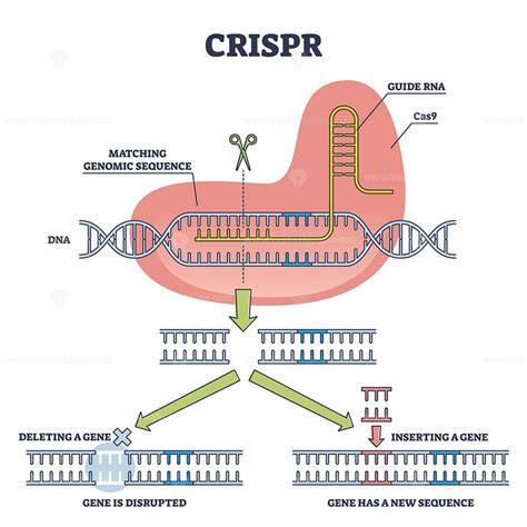 Crispr As Genetic Dna Sequence Engineering With Gene Mutation Outline Diagram Dna Sequence