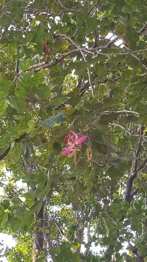 Pohon Tayuman Bauhinia Purpurea Youtube