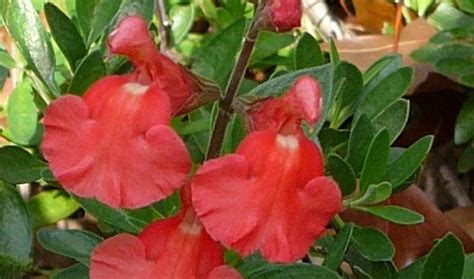 Salvia ‘coral Greggii Victorian Salvia Study Group