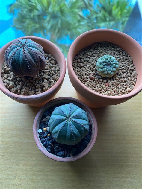 Euphorbia Obesa Male And Female With Free Copiapoa Hypogaea Furniture