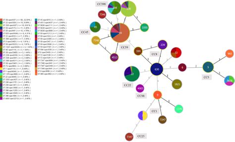 Minimum Spanning Tree Constructed By Goeburst Based On The Mlst Data Of