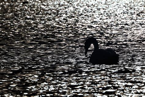 Swan Water Bird Free Photo On Pixabay Pixabay