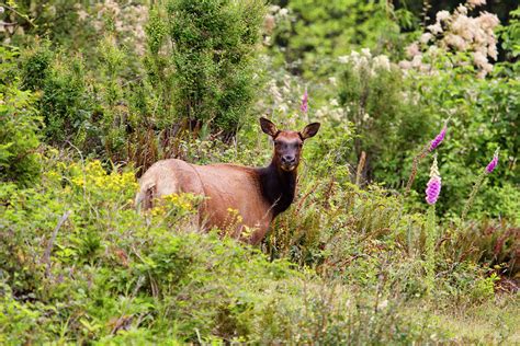 Roosevelt Elk Cow In Spring Flowers Photograph By Peggy Collins Fine