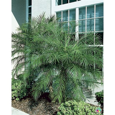 225 Gallon In Pot Pygmy Date Palm L7542 At