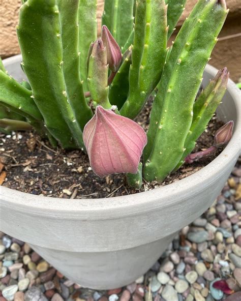 INCOMING STINKFLOWERS! : r/succulenteers