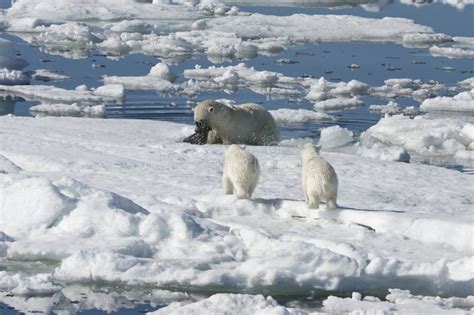 Female Polar Bear Hunting A Ringed Seal Svalbard Archipelago Norway