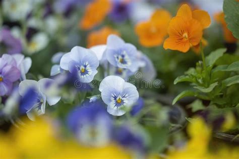 Blue pansy flowers stock image. Image of love, morning - 190968443