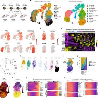 Single Cell Transcriptomic Profiling Of Stem Cell Derived Islet