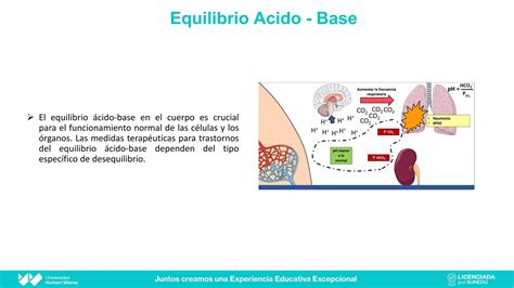 equilibrio acido base en nefrologia riñon PPT