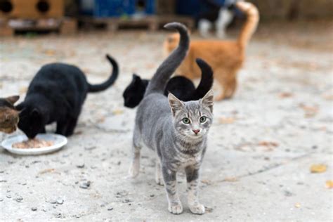 Feral Cat Vs Stray Cat Main Differences Explained By Our Vet Catster