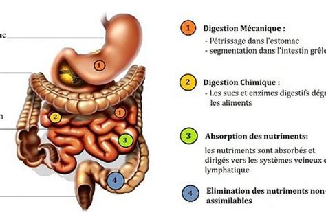 L Intestin Un Organe Toute Preuve