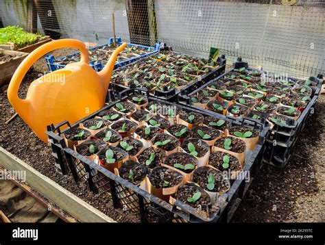 Shoots of cucumbers. Dicotyledonous leaves. Seedlings cucumbers Stock Photo - Alamy