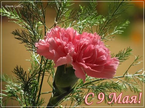 Открытки 9 Мая