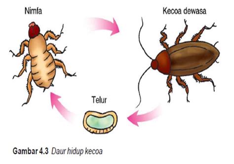 Kapuas Bunga Bangsa Metamorfosis