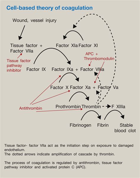 Physiology Of Haemostasis Anaesthesia And Intensive Care Medicine