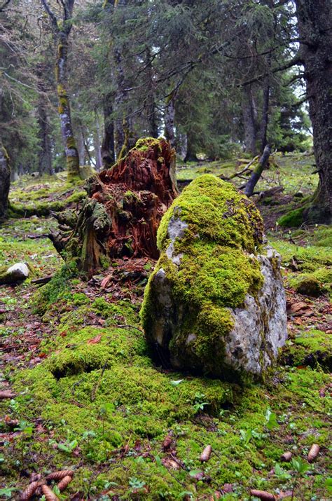 Fotos gratis árbol naturaleza rock desierto planta sendero hoja