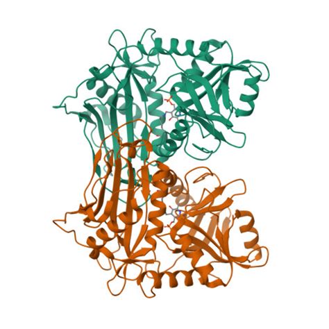 RCSB PDB 1EKF CRYSTALLOGRAPHIC STRUCTURE OF HUMAN BRANCHED CHAIN