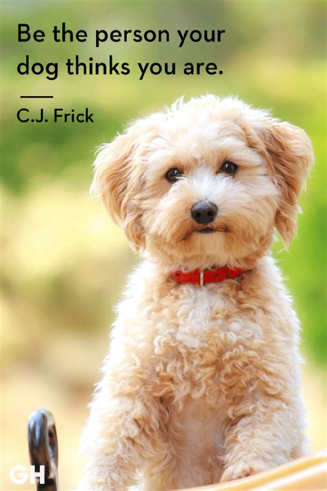 50 Dog Quotes Thatll Inspire You To Hug Your Pup A Little Tighter