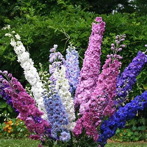 Delphinium Pacific Giant Round Table Delphinium And Larkspur Australian Seed