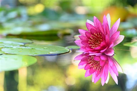 Premium Photo Beautiful Lotus Flower On The Water After Rain In Garden