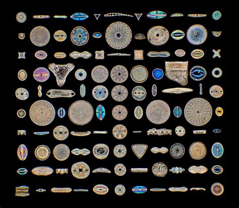 Diatoms Under A Microscope
