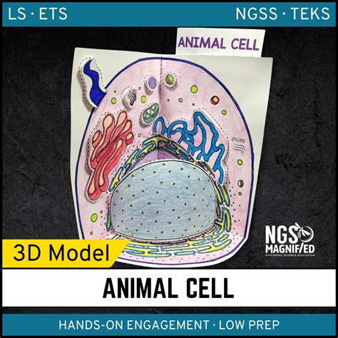 Animal Cell – 3D Model | NGS Magnified