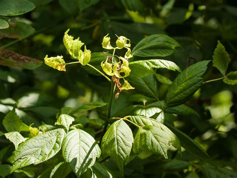 3 Box Elder Mid July Prairie Rivers Network Flickr