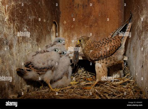 Common Kestrel Falco Tinnunculus Feeding Chicks With A Mouse Stock